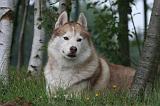 SIBERIAN HUSKY 1034